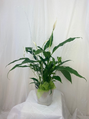 Peace Lily Plant