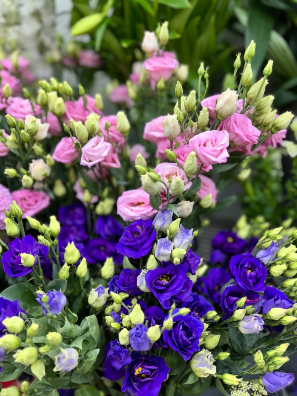 Luscious Lisianthus