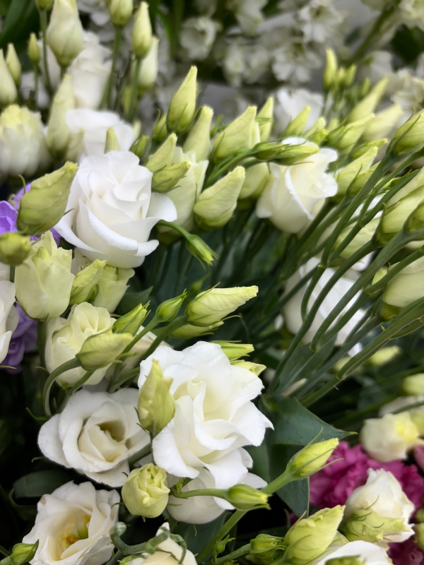 Luscious Lisianthus