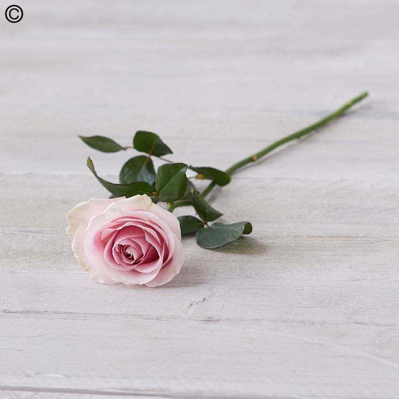 Single Rose Pink buy online or call 01253 342451