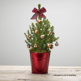 O Christmas Tree
