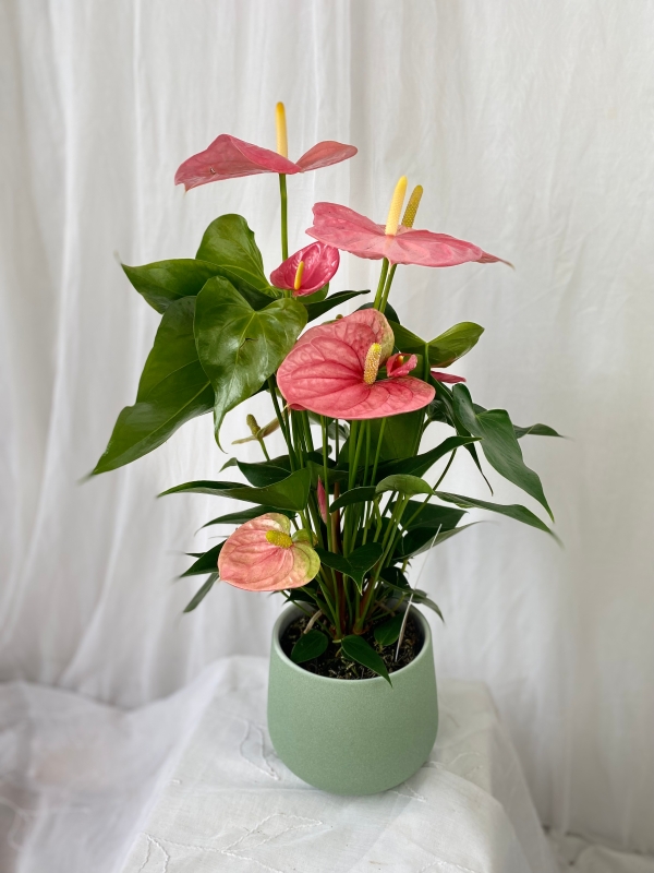 Anthurium plant