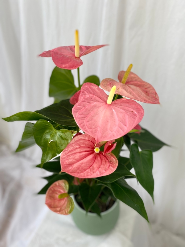 Anthurium plant