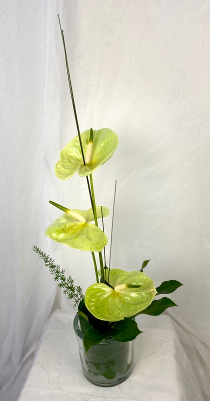 Anthurium Splendor