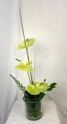 Anthurium Splendor