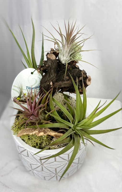 Tillandsia air plant pots