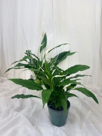 Peace Lily Plant