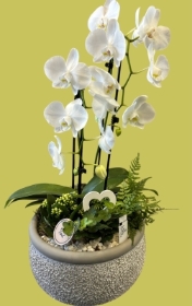 Exquisite Phalaenopsis  Bowl