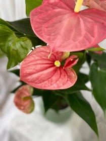 Anthurium plant