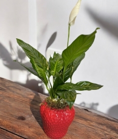 Bespoke Peace Lily Strawberry Vase