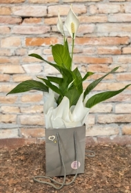 Peace lily gift box