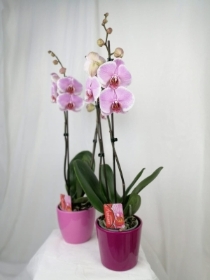 Classic Phalaenopsis Orchid