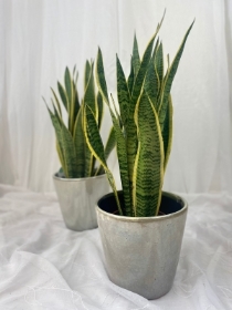 Sansevieria