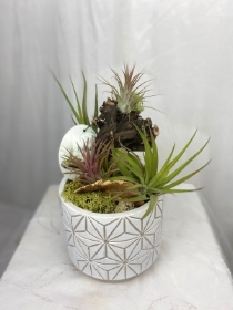 Tillandsia air plant pots