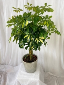 Topiary Shefflera ‘Umberella plant “